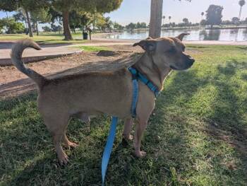 CHACHI -  Chihuahua Dog for Adoption in Phoenix, Arizona - CHACHI | PetCurious