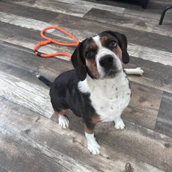 Layla -  Beagle and Mixed Breed Dog for Adoption in Oxford, Michigan - Layla | PetCurious