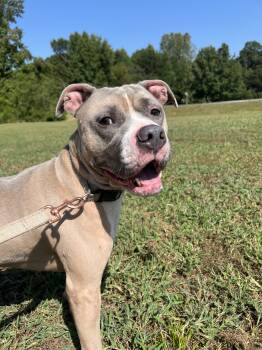 Rescue Pit Bull Terrier Dogs for Adoption in Burlington, New Jersey - Ditto | PetCurious