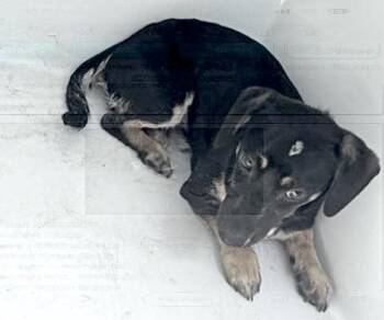 A660207 -  Chihuahua Dog for Adoption in Houston, Texas - A660207 | PetCurious