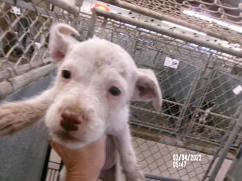 Rescue American Staffordshire Terrier Dogs for Adoption in Clovis, New Mexico - 86009 | PetCurious