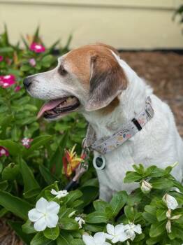 Hattie -  Beagle Dog for Adoption in West Palm Beach, Florida - Hattie | PetCurious