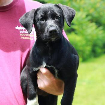 CT Prada -  Labrador Retriever and Mixed Breed Dog for Adoption in Eastford, Connecticut - CT Prada | PetCurious