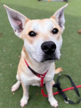 Siberian Husky Dogs Available for Adoption in Woodland, California - *CIDER | PetCurious