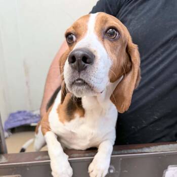 Beagle Dogs Available for Adoption in Chino Hills, California - Claude Monet - Chino Hills Location | PetCurious