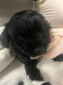 TOBY BEAR -  Terrier and Maltese Dog for Adoption in Riverside, California - TOBY BEAR | PetCurious