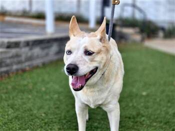 Rescue Labrador Retriever and German Shepherd Dog Dogs for Adoption in Brentwood, Missouri - KAISHA | PetCurious