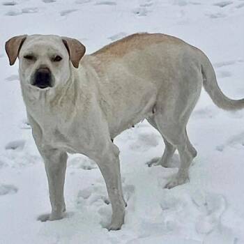Zulu -  Rhodesian Ridgeback Dog for Adoption in Hackett, Arkansas - Zulu | PetCurious