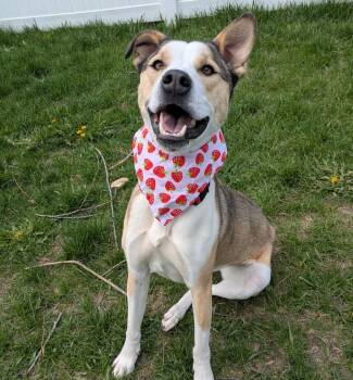 Rescue American Staffordshire Terrier Dogs for Adoption in Logan, Utah - Ruby (Noodles) | PetCurious