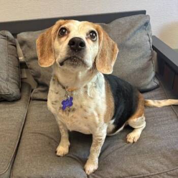 Hope -  Mixed Breed Dog for Adoption in Lansing, Michigan - Hope | PetCurious