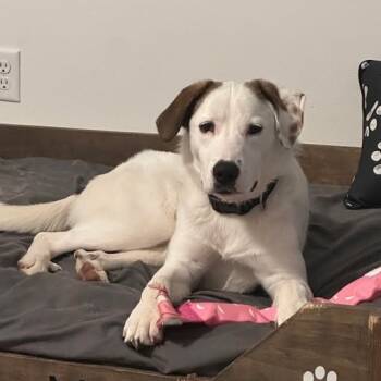 Rescue Mixed Breed Dogs for Adoption in Washburn, Missouri - Taki | PetCurious