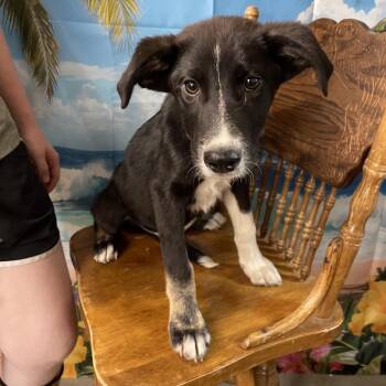 Border Collie and Labrador Retriever Dogs Available for Adoption in Eureka Springs, Arkansas - Bessie | PetCurious
