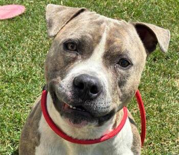 Casey -  American Staffordshire Terrier Dog for Adoption in Euclid, Ohio - Casey | PetCurious