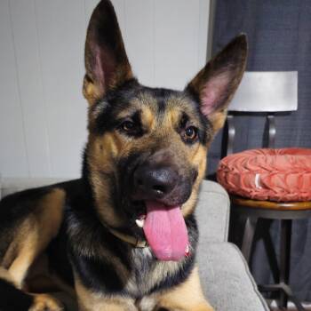 Rescue German Shepherd Dog Dogs for Adoption in Memphis, Tennessee - Slate | PetCurious
