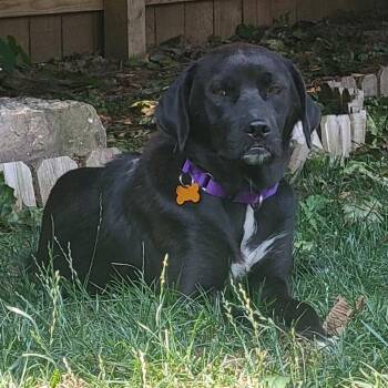 Breezy -  Black Labrador Retriever and Mixed Breed Dog for Adoption in Avon, Ohio - Breezy | PetCurious