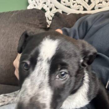 Smooth Collie and Australian Shepherd Dogs Available for Adoption - Hickory | PetCurious