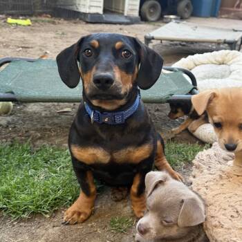 Basset Hound and Dachshund Dogs Available for Adoption - Oscar | PetCurious