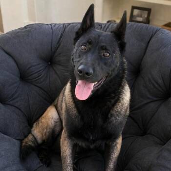 Belgian Shepherd Malinois Dogs Available for Adoption in Burbank, California - Ranger | PetCurious