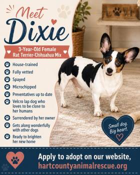 Dixie -  Rat Terrier and Chihuahua Dog for Adoption in Hartwell, Georgia - Dixie | PetCurious