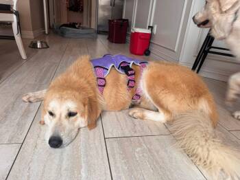 Sunshine -  Golden Retriever and Great Pyrenees Dog for Adoption in Fort Worth, Texas - Sunshine | PetCurious