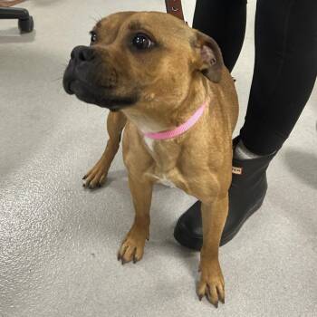 Mixed Breed Dogs Available for Adoption in Hampton Bays, New York - Billie | PetCurious