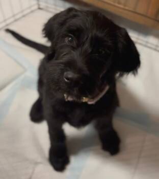 Rescue Labrador Retriever Dogs for Adoption in Ventura, California - Velvet | PetCurious