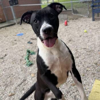 Mustang Mabelline -  Pit Bull Terrier Dog for Adoption in Dayton, Ohio - Mustang Mabelline | PetCurious