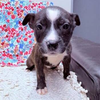 Mixed Breed Dogs Available for Adoption - Marigold | PetCurious