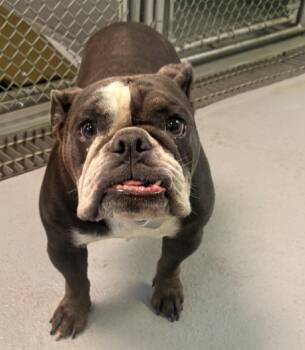 Maggie -  English Bulldog Dog for Adoption in Medina, Ohio - Maggie | PetCurious