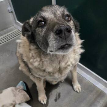 Doubon -  Norwegian Elkhound Dog for Adoption in Idaho Falls, Idaho - Doubon | PetCurious