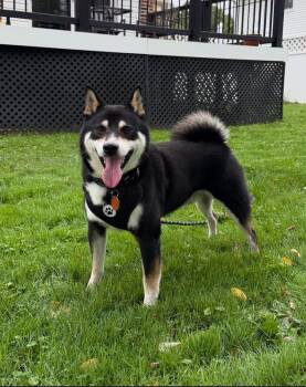 Travis -  Shiba Inu Dog for Adoption in Toms River, New Jersey - Travis | PetCurious