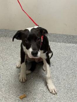 Pointer and Pit Bull Terrier Dogs Available for Adoption in Pasadena, Texas - A184238 | PetCurious