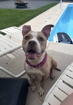 Barbie -  Pit Bull Terrier Dog for Adoption in Bull Valley, Illinois - Barbie | PetCurious