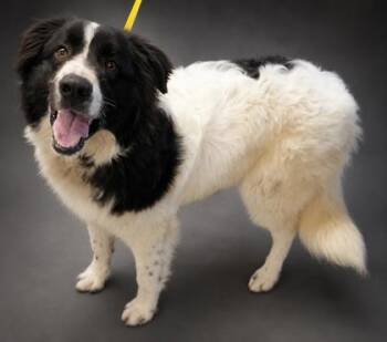 Smitty -  Great Pyrenees and Mixed Breed Dog for Adoption in Bowling Green, Kentucky - Smitty | PetCurious