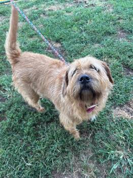 Scruffy -  Terrier and Pit Bull Terrier Dog for Adoption in Bloomington, Indiana - Scruffy | PetCurious