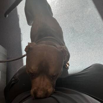 Bobo -  Pit Bull Terrier Dog for Adoption in Saint Joseph, Missouri - Bobo | PetCurious