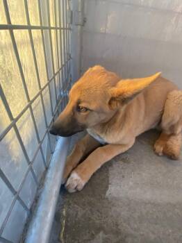 Shepherd Dogs Available for Adoption - Bear | PetCurious