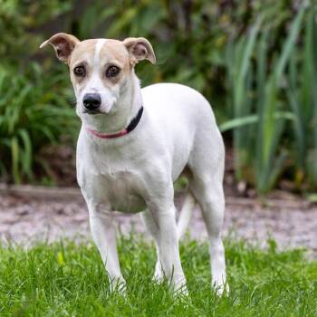 Cassie -  Basset Hound and Mixed Breed Dog for Adoption in Council Bluffs, Iowa - Cassie | PetCurious