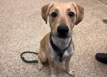 OLLIE MAE -  Pit Bull Terrier and Mixed Breed Dog for Adoption in Colorado Springs, Colorado - OLLIE MAE | PetCurious