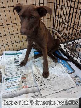 Rescue Labrador Retriever Dogs for Adoption in Ringwood, New Jersey - Sara | PetCurious
