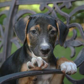 Dakota -  Mixed Breed Dog for Adoption in Allentown, Pennsylvania - Dakota | PetCurious