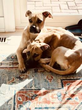 Winnie & Sara -  Black Mouth Cur and Boxer Dog for Adoption in Naperville, Illinois - Winnie & Sara | PetCurious