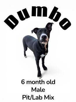 Dumbo -  Pit Bull Terrier and Labrador Retriever Dog for Adoption in Nicholasville, Kentucky - Dumbo | PetCurious