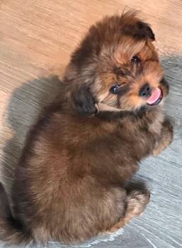 Rescue Shih Tzu and Mixed Breed Dogs for Adoption in Detroit, Michigan - Sweet Potato | PetCurious