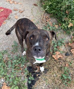 Opie -  Boxer Dog for Adoption in Hornell, New York - Opie | PetCurious