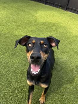 Java -  Mixed Breed Dog for Adoption in Miami Shores, Florida - Java | PetCurious
