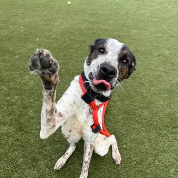 Rosie -  Mixed Breed Dog for Adoption in Philadelphia, Pennsylvania - Rosie | PetCurious
