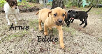 Eddie -  Black Mouth Cur and Labrador Retriever Dog for Adoption in Brooksville, Florida - Eddie | PetCurious