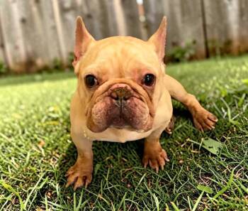 French Bulldog Dogs Available for Adoption in Memphis, Tennessee - Stan | PetCurious