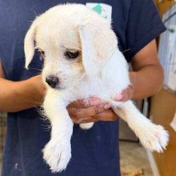 Operelly -  Terrier Dog Available for Adoption in San Pablo, California - Operelly | PetCurious